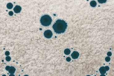 How To Get Rid Of Mold On Outdoor Carpets? Carpet Cleaning Tips